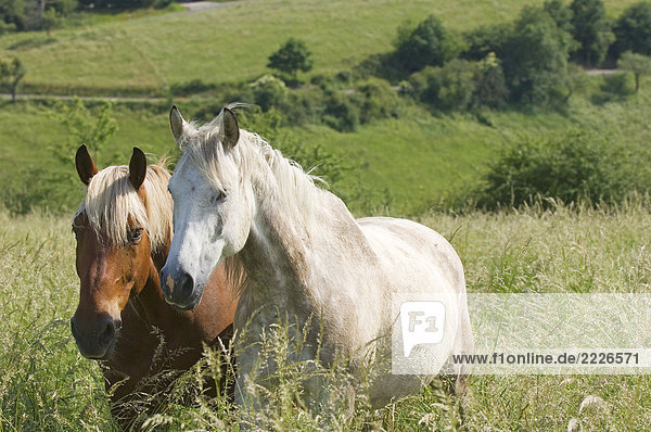 Zwei Pferde im Feld