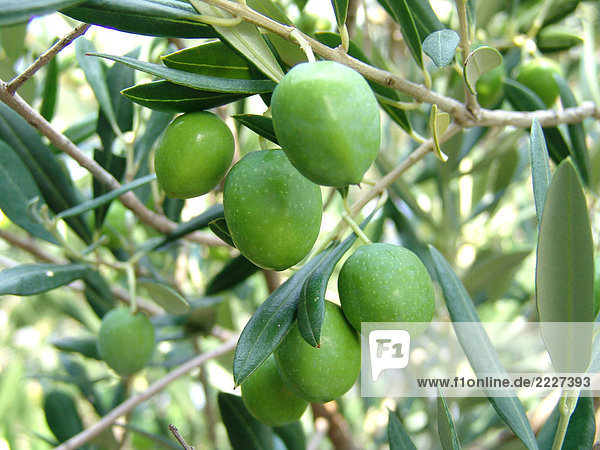 Nahaufnahme der grüne Oliven-Baum
