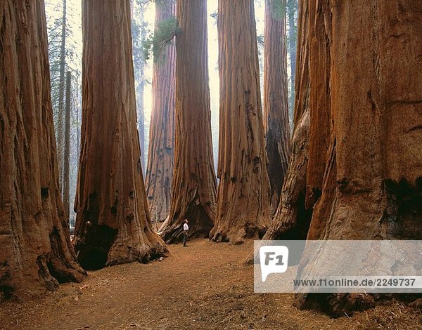 ´The Senate´ im Sequoia National Park. Kalifornien  USA