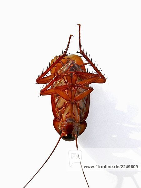 Gemeine Küchenschabe Blatta orientalis Kakerlak Orientalische Schabe