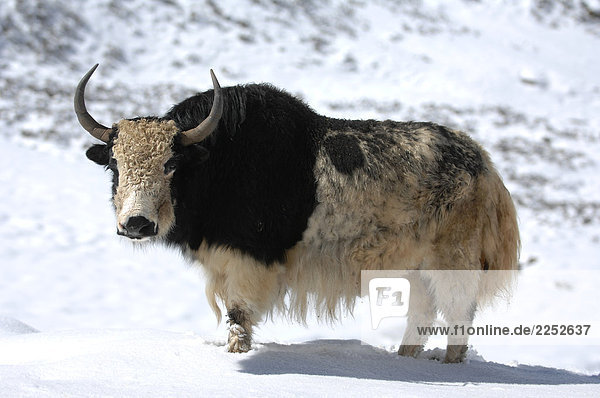 Yak (Bos Grunniens) im Schnee  Tibet  China