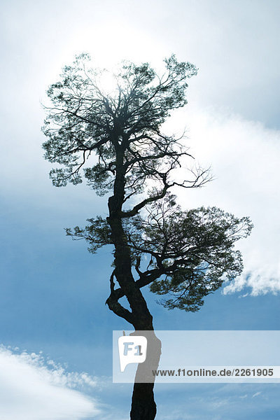 Baumsilhouette gegen blauen Himmel  Blickwinkel niedrig