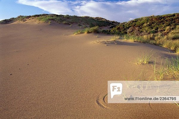 Kreis von Strandhafer  Abbotts Lagune  Point Reyes National Seashore in Sand geschnitzt. Kalifornien  USA
