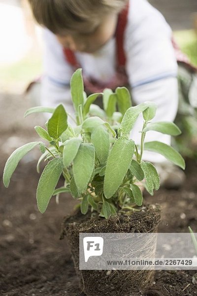 Salbeipflanze auf der Erde  Kind im Hintergrund