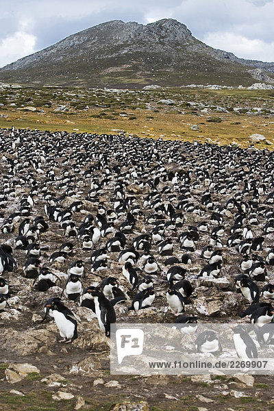 Falkland-Inseln. Pebble Island. Felsenspringer Peguin (Eudyptes Chrysocome) Küchlein
