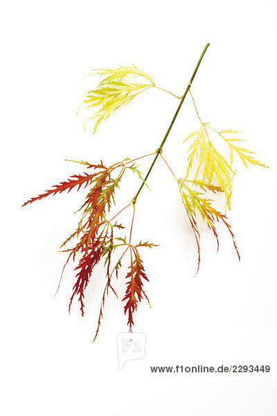 Zweig des Japanischen Ahorns (Acer palmatum dissectum)  Nahaufnahme