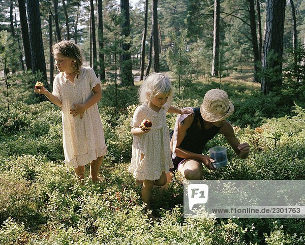 Eine Familie walking im Wald auf der Suche nach Heidelbeeren Schweden