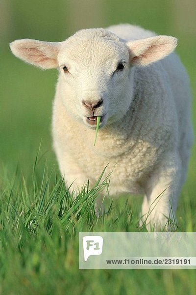 HAUSSCHAFE (Ovis Aries)  Lamb. Festland  Orkney-Inseln  Schottland.