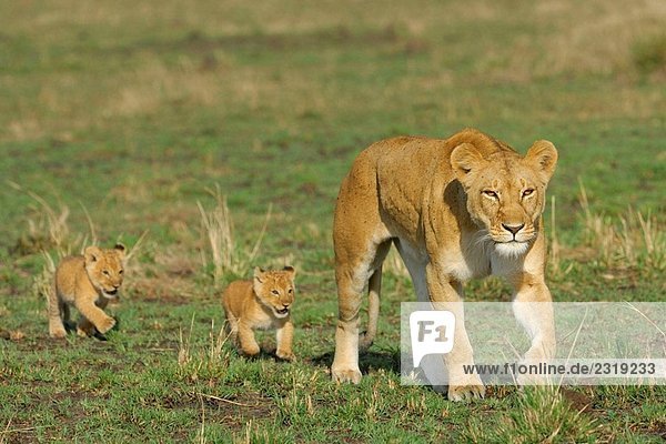 Löwin (Panthera Leo) mit jungen. Massai Mara  Kenya.
