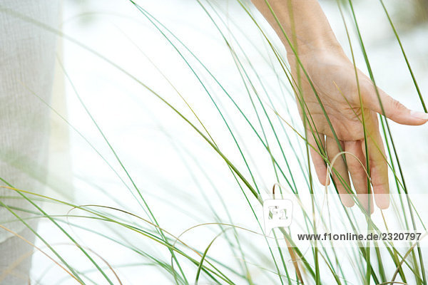 Hand touching dune grass  close-up
