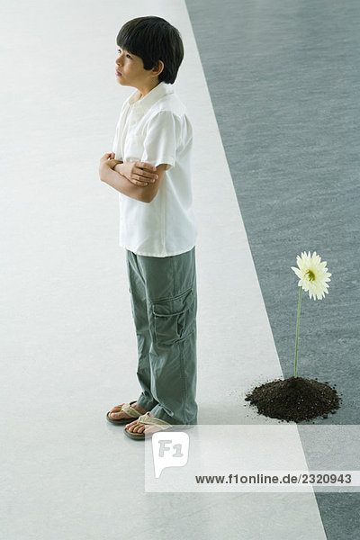 Junge vor Gerbera-Gänseblümchen  aus dem Boden wachsend  Arme gefaltet  Seitenansicht