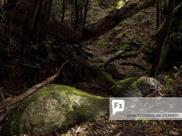 Bäume und Felsen im dichten Wald  Garajonay Nationalpark  La Gomera  Kanaren  Spanien Garajonay Nationalpark