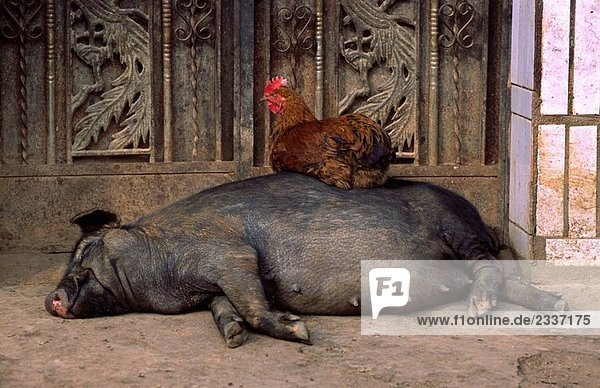 Rooster sitzen auf ein schlafender Schwein  Xishuangbanna  Yunnan  China