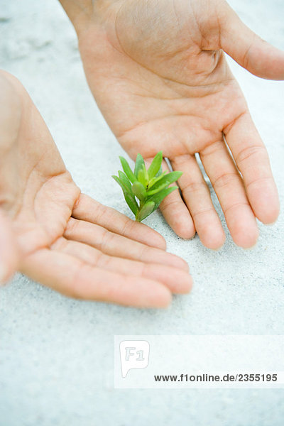 Cupped hands next to seedling growing in sand  cropped view
