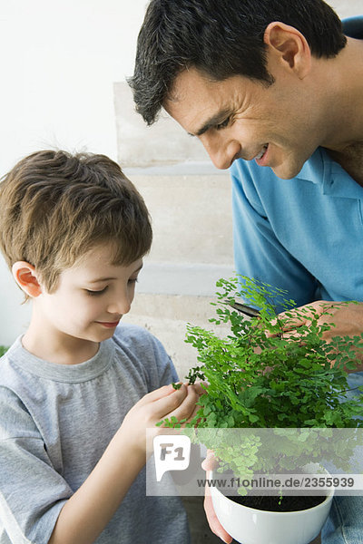 Vater und Sohn schauen gemeinsam auf die Topfpflanze  beide lächelnd