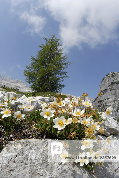 Italien  Friuli Venezia Giulia  Giulie Alpen  wilden Frühlingsblumen