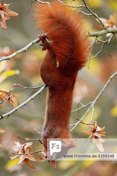 Red squirrel  Sciurus vulgaris