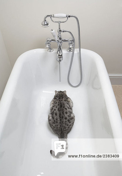 Cat drinking in the bath