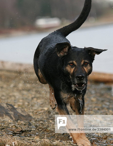 Dog running at riverbank