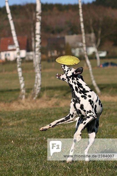 Dalmatinischen Fang Frisbee in Feld