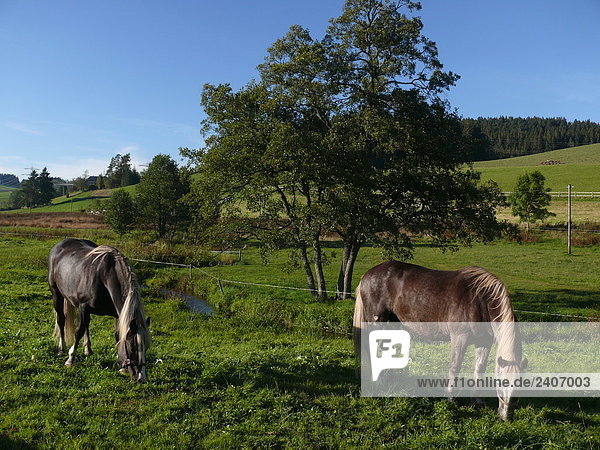 Zwei Pferde Weiden Gras im Feld  Schwarzwald  Baden-Württemberg  Deutschland
