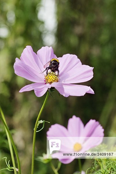 Eine Biene auf einer Blume sitzend