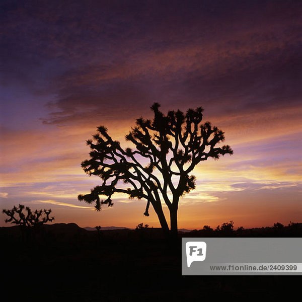 Ein Joshua Baum bei Sonnenuntergang  Joshua Tree National Park  Kalifornien  USA