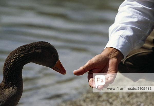 Eine menschliche Hand füttert eine Graugans (Anser anser)  Almsee  Salzkammergut  Österreich