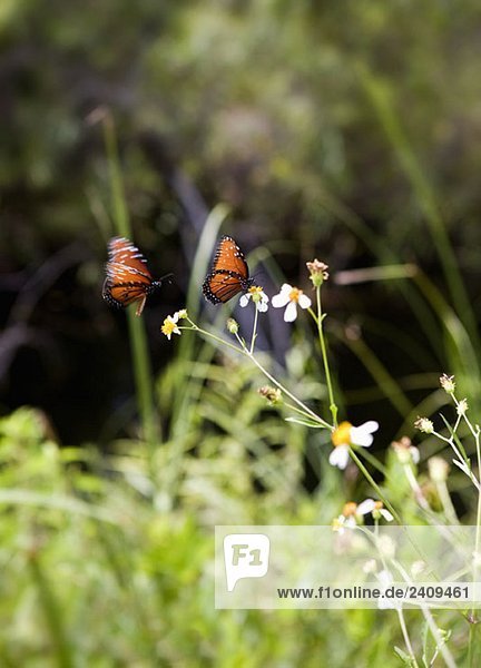 Zwei Schmetterlinge, die auf einer Blume sitzen.