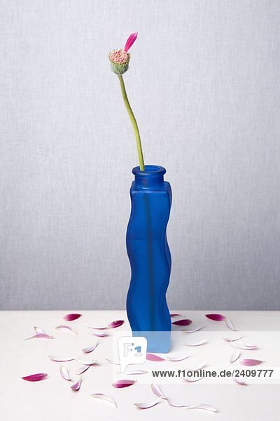 Eine Gerbera Gänseblümchen in einer Vase  die alle ihre Blütenblätter bis auf eines verloren hat.