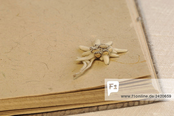 Edelweißblume (Leontopodium alpinum) im Buch