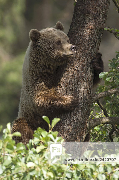Europäischer Braunbär im Baum (Ursus arctos)