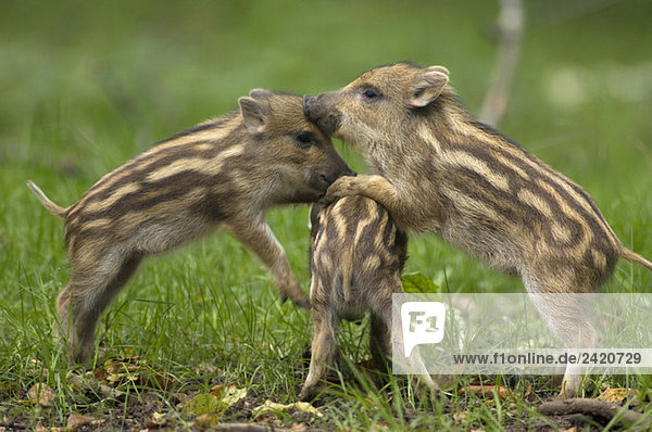 Junge Wildschweine (Sus scorfa)