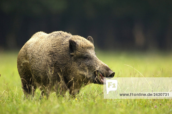Wildschwein (Sus scorfa) im Gras