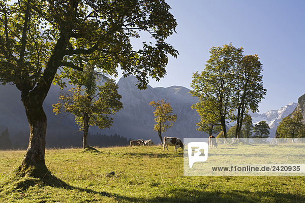 Österreich  Tirol  Karwendel  Feldahorn  dahinter grasende Kühe