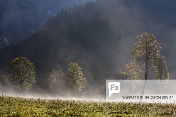 Österreich  Tirol  Karwendel  Feldahorn im Morgennebel