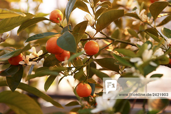 Kumquats (Fortunella)  Nahaufnahme