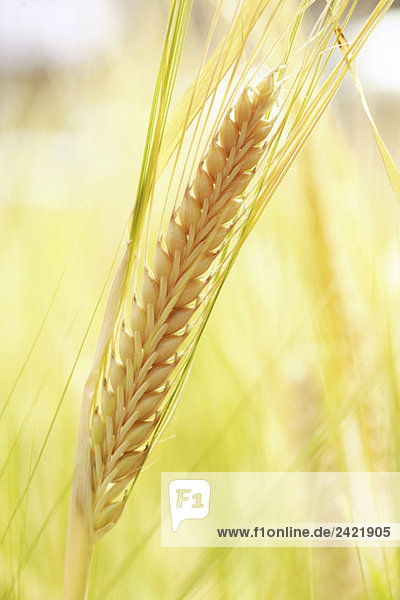 Gerste (Hordeum vulgare)  Rispen  Nahaufnahme