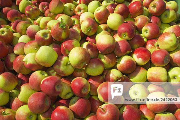 Apple crop  close up