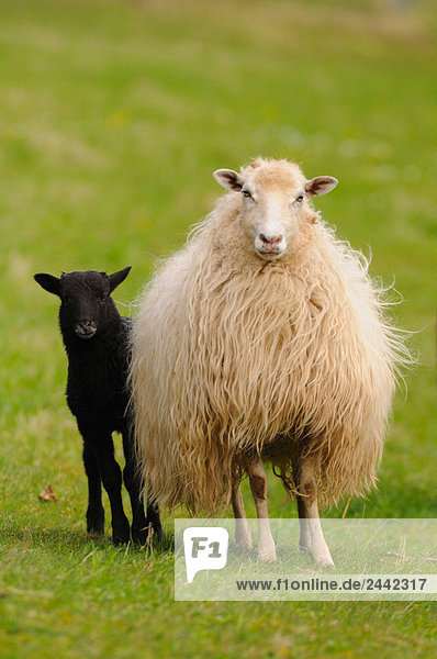 Schaf stehend mit Lamm im Feld