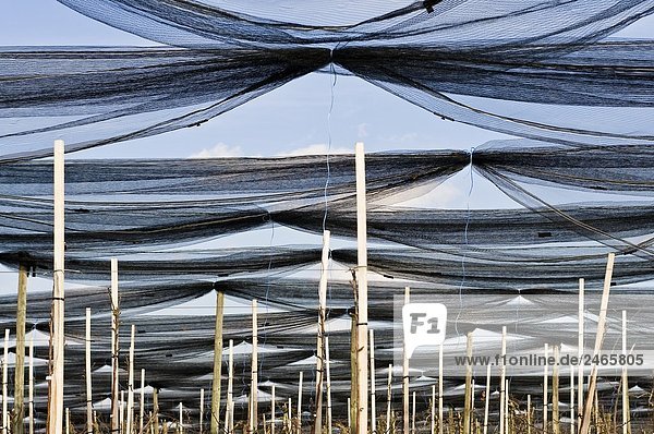Feld bedeckt mit Netzen für Schädlingsbekämpfung