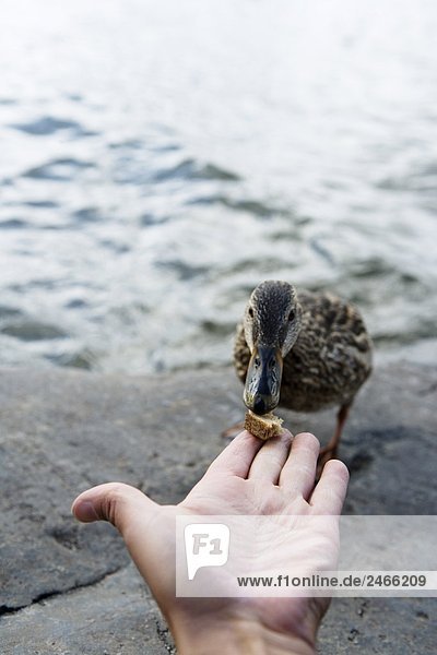 Ein Mann eine Ente Schweden Fütterung.