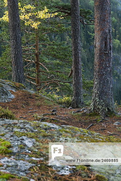Bäume im Wald  Dalen  Telemark  Norwegen