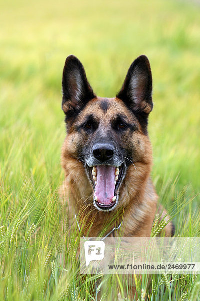 Close-up of German Shepherd in cornfield