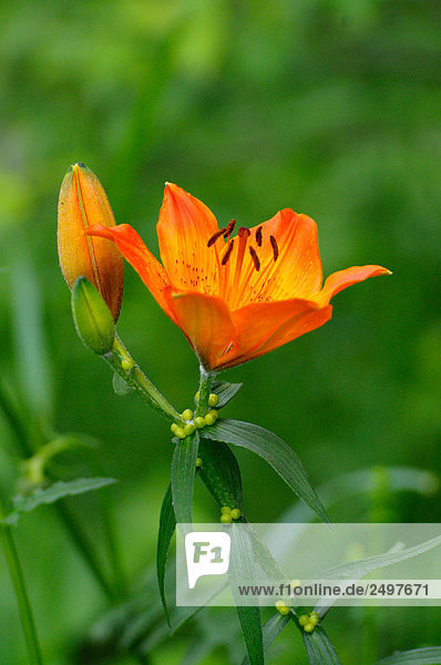 Nahaufnahme der Orange Lilie (Lilium Bulbiferum)  Steiermark  Österreich