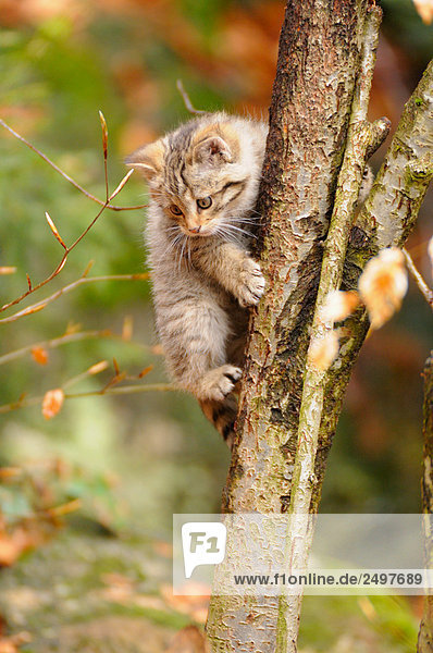 Nahaufnahme der Wildkatze (Felis Silvestris) Kätzchen auf baum klettern
