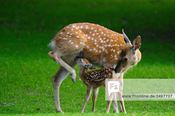 Sika deer (Cervus nippon) nursing its fawn in field