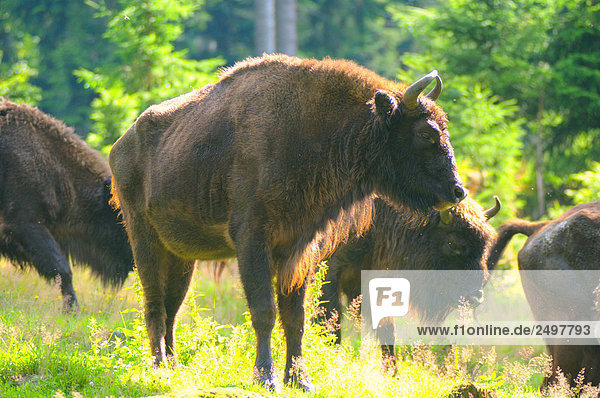 Europäischen Bisons (Bison Bonasus) im Wald  Bayerischer Wald  Bayern  Deutschland