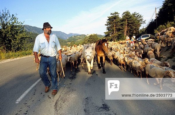Bauer mit seiner Schafe für der jährlichen Migration auf den hohen Berg namens ´transhumance´. Alpes-Maritimes  Frankreich