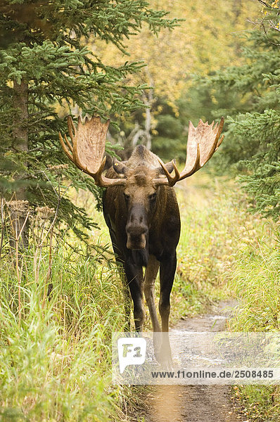 Agitated Bull Moose standing on trail in forest Chugach State Park Alaska Southcentral Autumn
